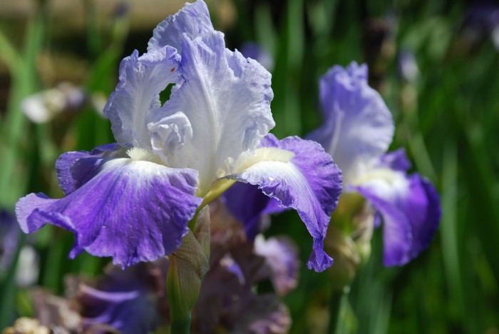 Iris symbol of Florence