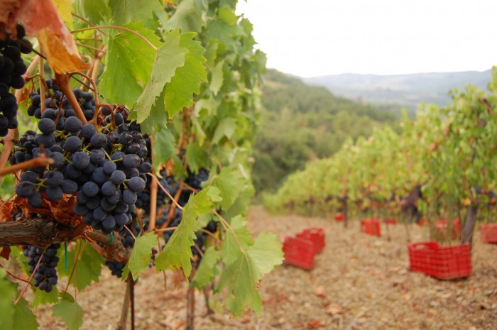 A grape harvesting experience in Chianti