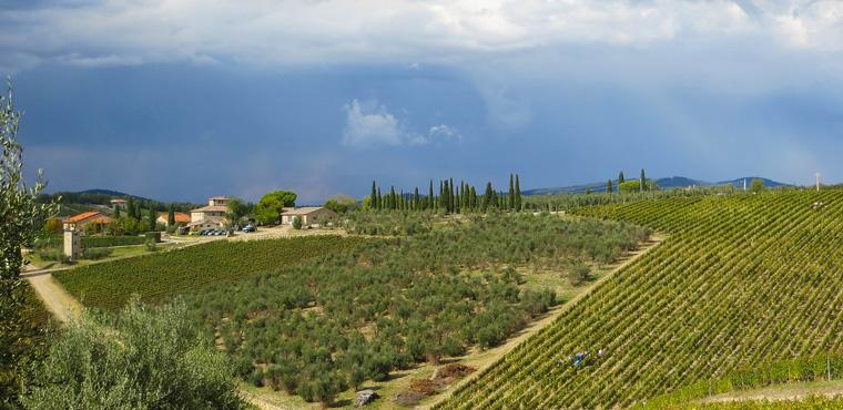 Siena vineyards