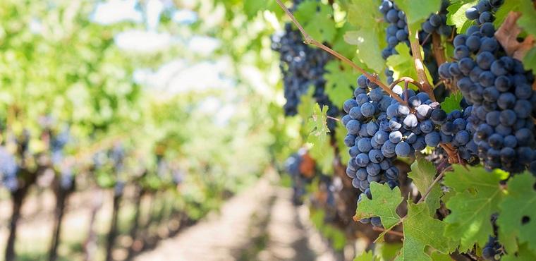Beautiful Chianti vineyards