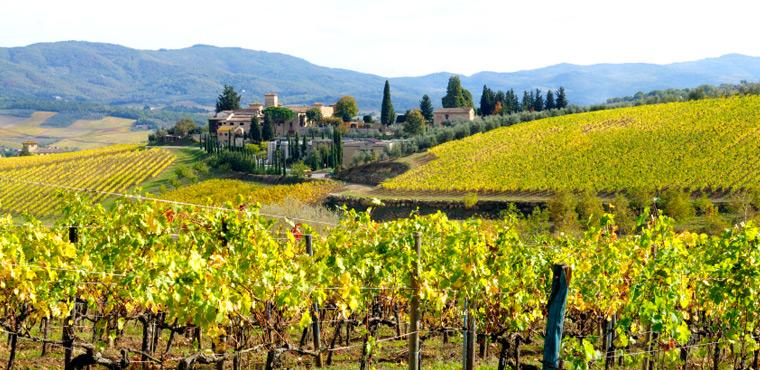 Chianti vineyards and nature