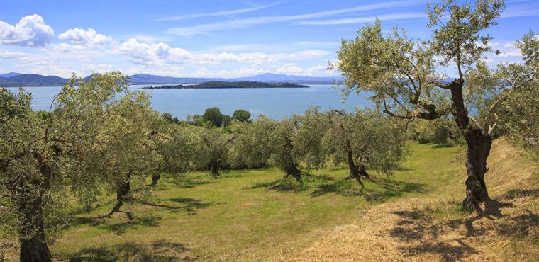 Garden of olive trees lake Trasimeno, Perugia