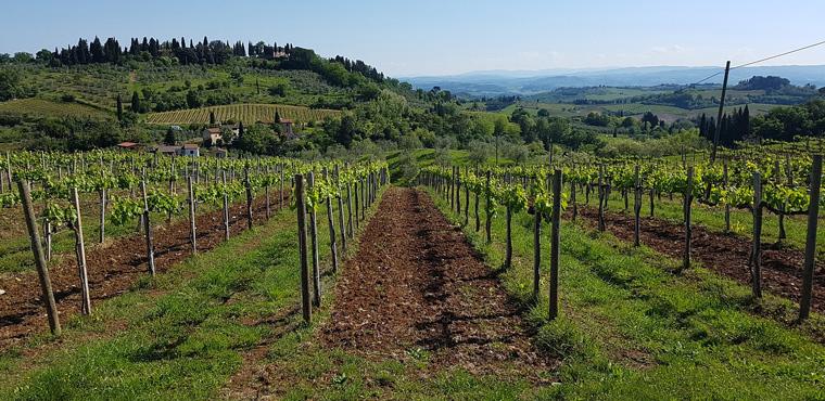 Private Chianti Classico Tour with Wine and Food Tasting